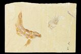 Cretaceous Fossil Fish (Gaudryella) and Shrimp - Lebanon #162783-1